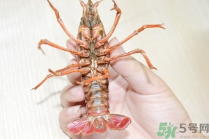 活蝦怎么處理干凈蝦線？活蝦怎么去蝦線？