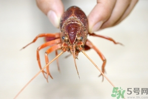 活蝦怎么處理干凈蝦線？活蝦怎么去蝦線？