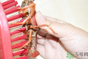 活蝦怎么處理干凈蝦線？活蝦怎么去蝦線？