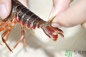 活蝦怎么處理干凈蝦線？活蝦怎么去蝦線？
