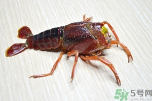 活蝦怎么處理干凈蝦線？活蝦怎么去蝦線？
