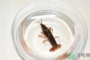 活蝦怎么處理干凈蝦線？活蝦怎么去蝦線？