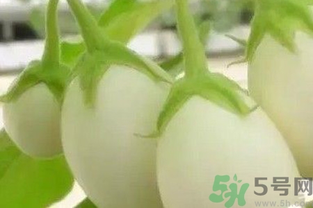 蛋樹是什么？蛋樹可以吃嗎？