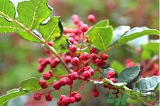 花椒可以治療打鼾嗎？花椒的好處有哪些？