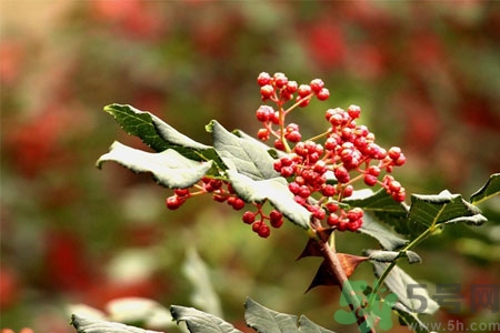 花椒可以治療打鼾嗎？花椒的好處有哪些？