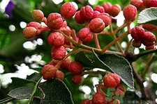 花椒可以治療打鼾嗎？花椒的好處有哪些？