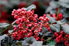 花椒可以治療打鼾嗎？花椒的好處有哪些？