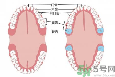 多少歲開始長(zhǎng)智齒？智慧牙長(zhǎng)到多少歲？