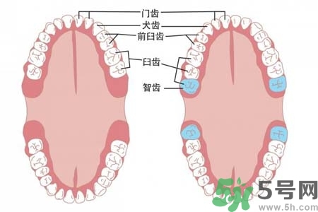 智齒橫著長(zhǎng)怎么辦？智齒橫著長(zhǎng)一定要拔了嗎？