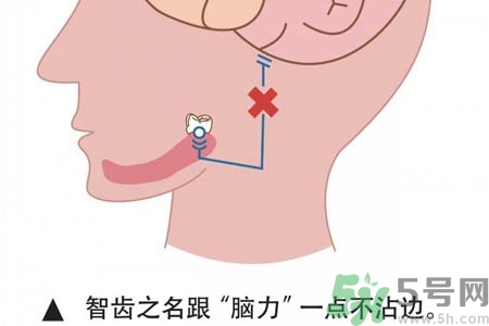 拔智齒一顆多少錢？拔除智齒收費(fèi)多少？