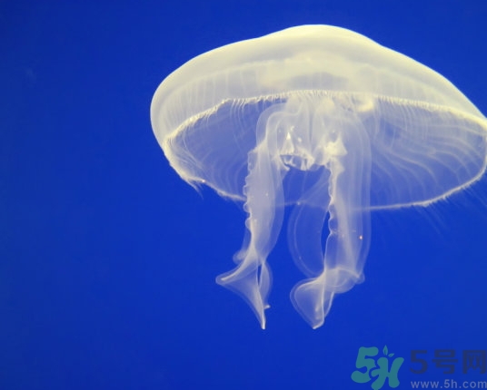 海蜇是水母嗎？海蜇和水母的區(qū)別