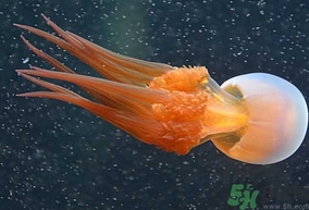 海蜇是發(fā)物嗎？手術(shù)后可以吃海蜇嗎？