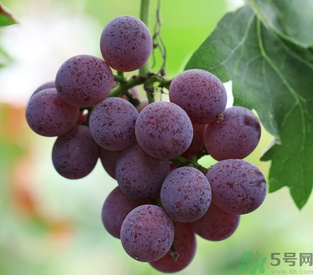 拉肚子能吃葡萄嗎？拉肚子吃什么食物好？