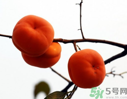 吃柿子會胖嗎？柿子吃多了會胖嗎？