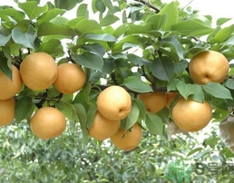 吃豐水梨的好處？豐水梨好吃嗎？