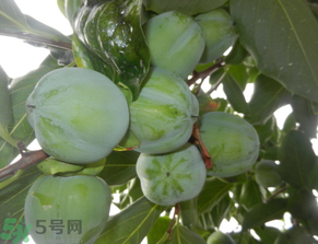 孕婦可以吃青柿子嗎？青柿子孕婦可以吃嗎？