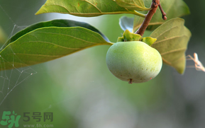 孕婦可以吃青柿子嗎？青柿子孕婦可以吃嗎？