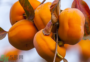 為何叫懶柿子？懶柿子的營養(yǎng)價值？
