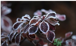 霜降為什么要吃柿子？霜降吃柿子有什么好處？