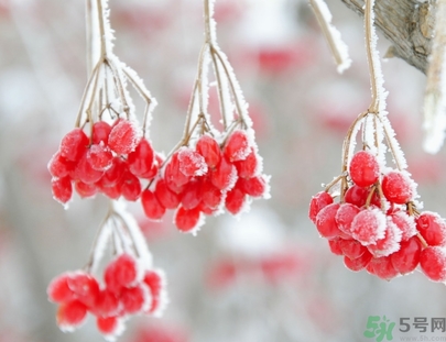 霜降為什么要吃柿子？霜降吃柿子有什么好處？