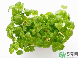 紫蘇葉是什么東西？紫蘇葉的功效與作用及禁忌