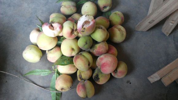 野桃子能吃嗎？野桃子核的功效與作用