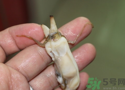 蟶子肚子里黑的能吃嗎？蟶子肚子里黑的是什么？