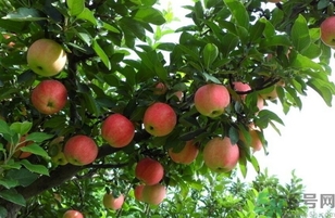 紅肉蘋(píng)果多少錢(qián)一斤？紅肉蘋(píng)果的功效作用