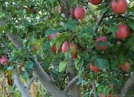 紅肉蘋(píng)果多少錢(qián)一斤？紅肉蘋(píng)果的功效作用
