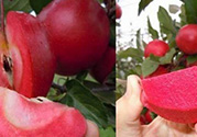 紅肉蘋(píng)果多少錢(qián)一斤？紅肉蘋(píng)果的功效作用