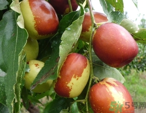 冬棗是轉(zhuǎn)基因食品嗎？冬棗是哪里的特產(chǎn)？
