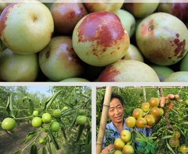 柿子和冬棗能一起吃嗎？冬棗和柿子能不能一起吃？