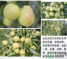 冬棗可以煮著吃嗎？煮冬棗有白色的東西可以吃嗎？