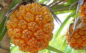 山菠蘿怎么吃？山菠蘿的功效與作用
