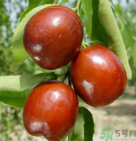 新鮮紅棗怎么保存？鮮棗的保存方法