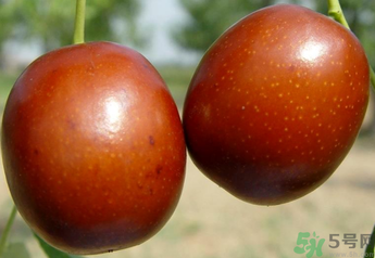 新鮮紅棗補血嗎？吃新鮮紅棗補血嗎？