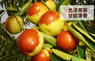 新鮮大棗孕婦可以吃嗎？孕婦可以吃新鮮大棗嗎