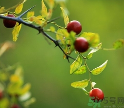 酸棗什么時候成熟？酸棗什么時候上市？