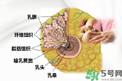 乳汁是怎樣形成的？怎樣才能讓乳汁更多？