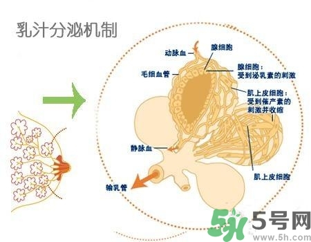 乳汁是怎樣形成的？怎樣才能讓乳汁更多？