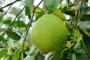 柚子沒熟能吃嗎?柚子沒熟怎么放熟? 柚子沒熟能吃嗎?柚子沒熟怎么放熟?