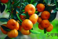 孕婦可以吃橘子嗎？孕婦吃橘子對(duì)胎兒有什么好處？