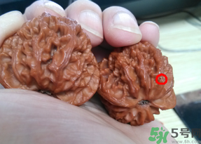 核桃長蟲了還能吃嗎？核桃長蟲子怎么處理？