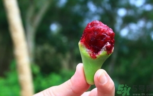 仙人掌果怎么吃？仙人掌果的功效和作用