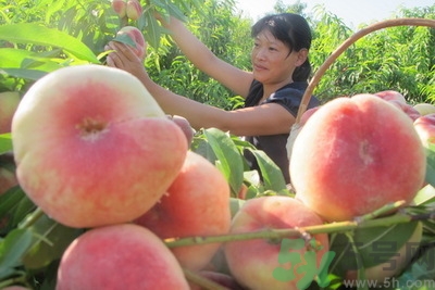 蟠桃孕婦可以吃嗎？蟠桃和水蜜桃的區(qū)別