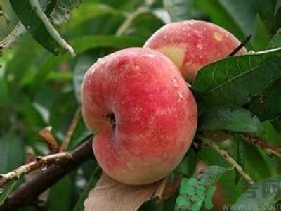 蟠桃孕婦可以吃嗎？蟠桃和水蜜桃的區(qū)別