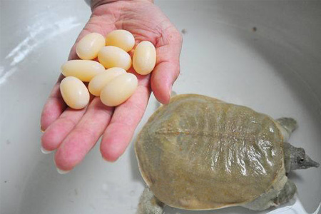 小孩能吃甲魚嗎？小孩能吃甲魚蛋嗎？