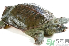 被甲魚咬了要打破傷風(fēng)嗎？被甲魚咬了怎么辦？