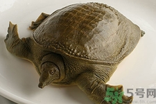 被甲魚咬了要打破傷風(fēng)嗎？被甲魚咬了怎么辦？