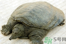 喝甲魚血能治陽(yáng)痿嗎？甲魚血能喝嗎？